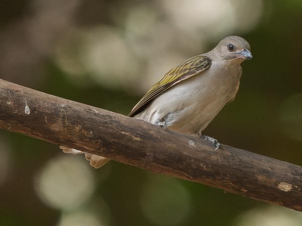 <h3><a href="/trips/gambia/biota/animalia/chordata/aves/039 piciformes/008 indicatoridae/indicator minor/indicator minor-nl.html">Indicator&nbsp;minor</a> / Lesser&nbsp;honeyguide / Kleine&nbsp;honingspeurder</h3>OM-1 Mark II met OLYMPUS M.150-400mm F4.5 TC, 1/2500 sec  bij F6.3, ISO 8000, afstand 12.7&nbsp;m